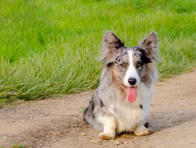 Cardigan welsh corgi