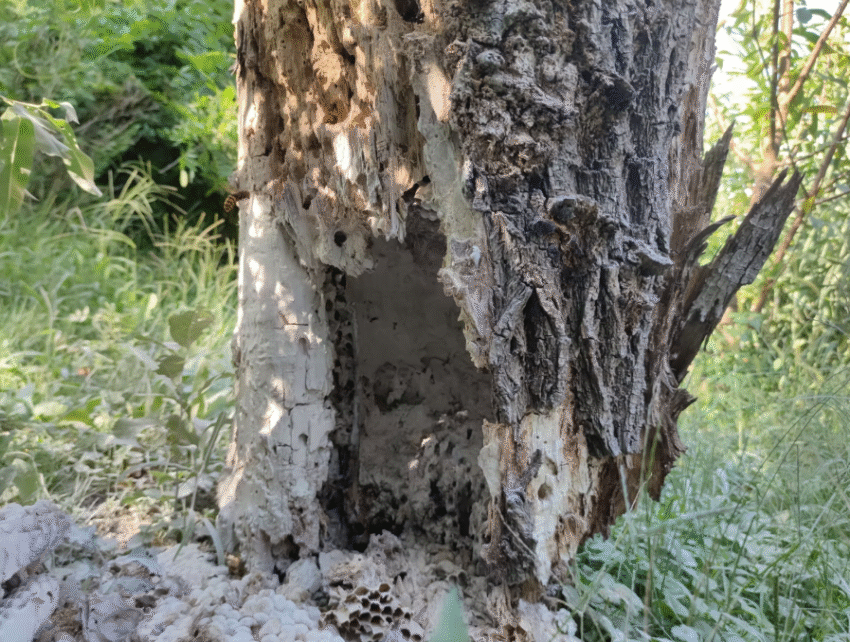 Darázsírtás Balaton