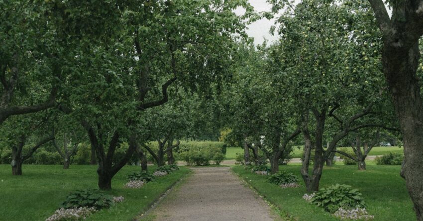 gyümölcsfa ültetés távolsága kertépítés terméshez