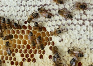 Méhpempő több fajta kiszerelésben 